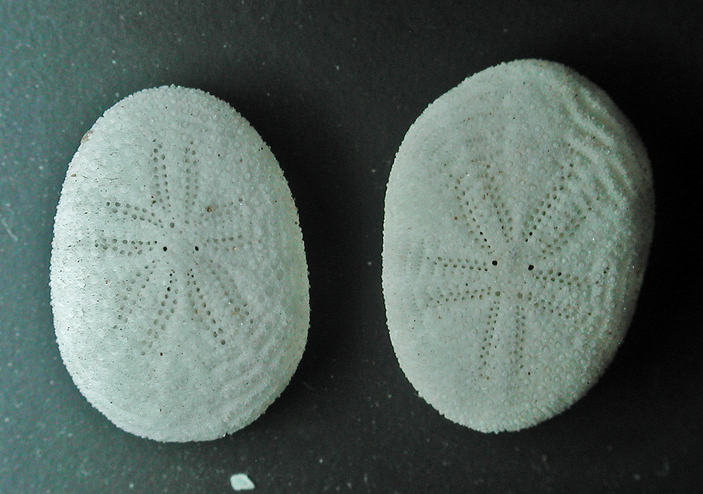 Echinocyamus crispus