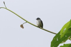 Halmahera Flowerpecker photo 4
