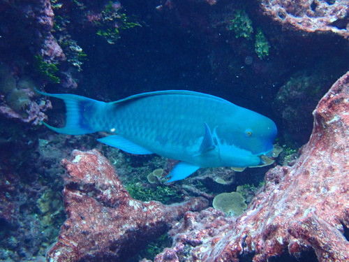Steephead parrotfish (Chlorurus microrhinos) — Scaridae — 4