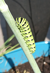 Papilio polyxenes