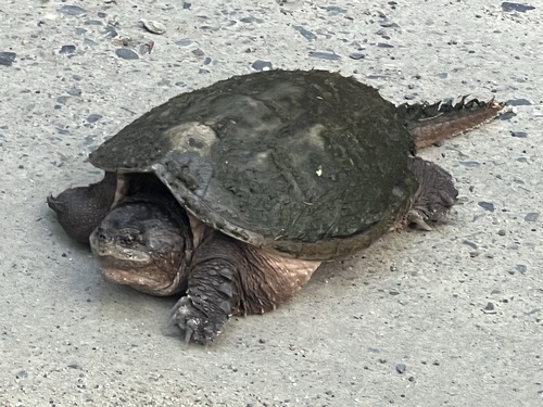 Common Snapping Turtle