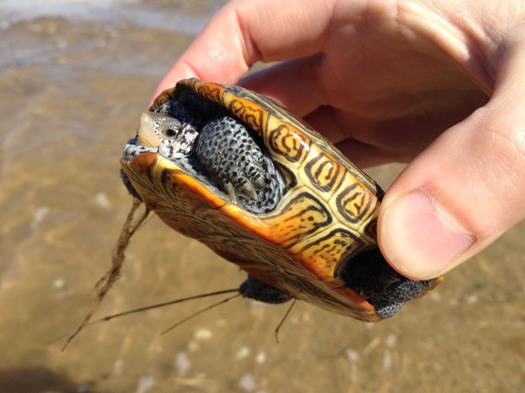 Northern Diamondback Terrapin