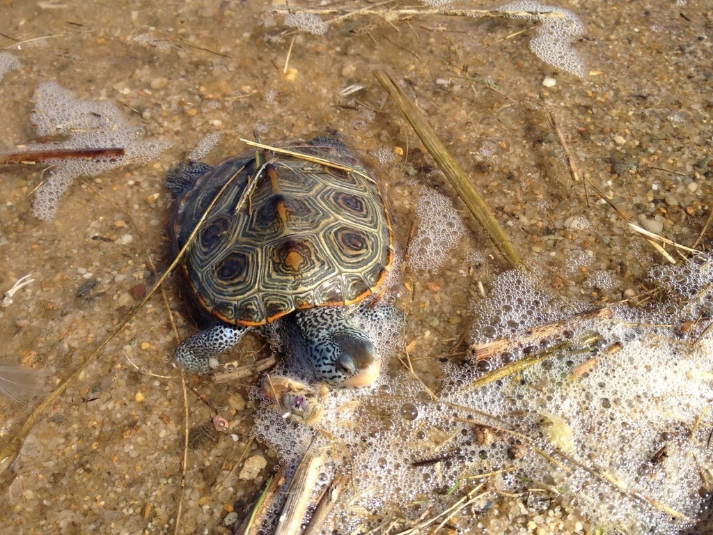 Northern Diamondback Terrapin