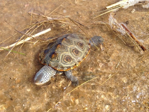 Northern Diamondback Terrapin