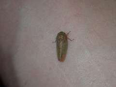Polana quadrinotata