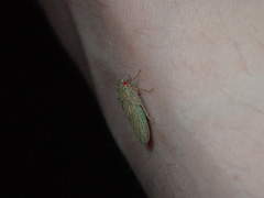 Polana quadrinotata