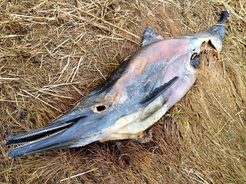Common Dolphin