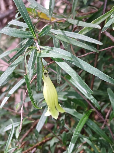 Image of Billardiera macrantha by (c) naturewatchwidow, some rights reserved (CC BY)