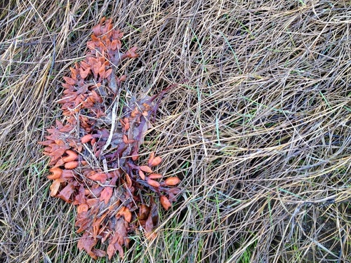 vesicled rockweeds