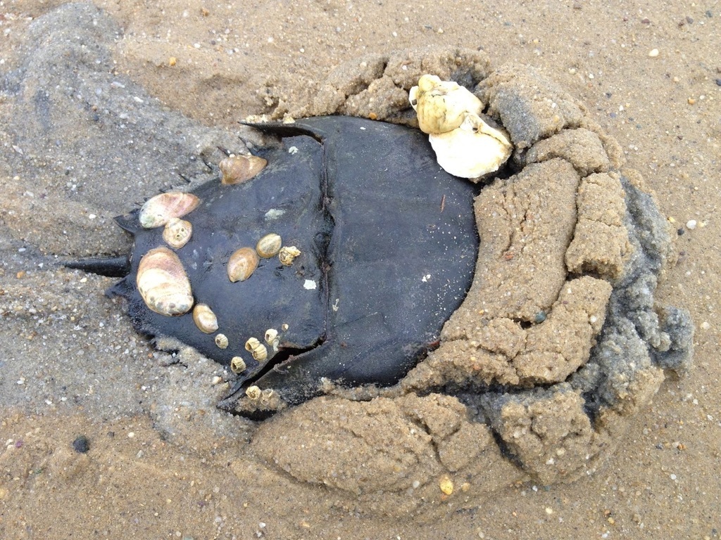 Atlantic Horseshoe Crab