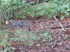 Scelorchilus rubecula