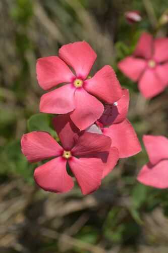 Catharanthus ovalis