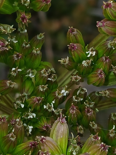 Image of Aciphylla glacialis by (c) naturewatchwidow, some rights reserved (CC BY)