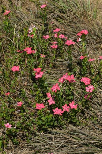 Catharanthus ovalis