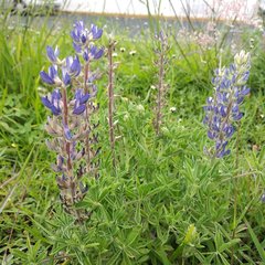 Lupinus campestris