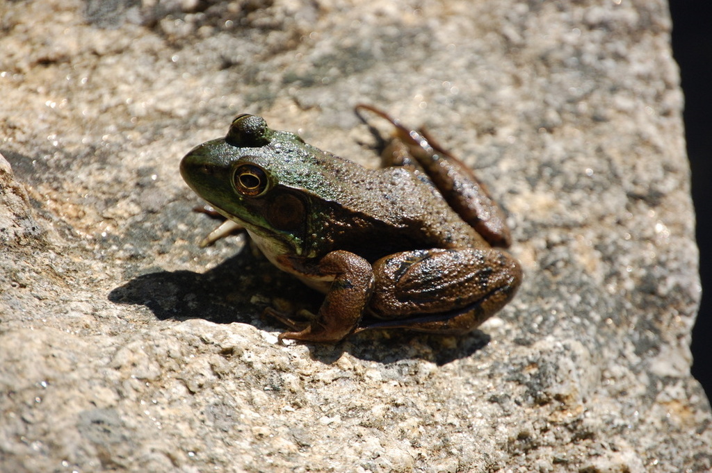 Green Frog