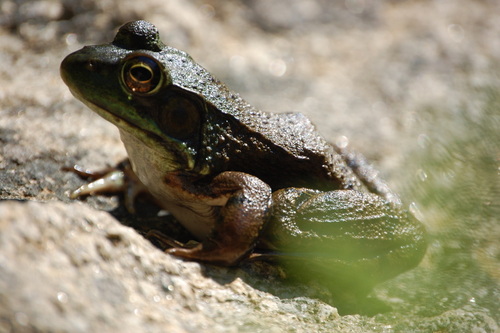 Green Frog