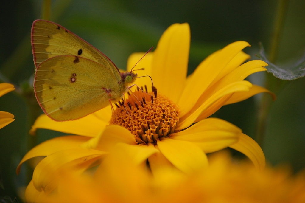 Clouded Sulphur