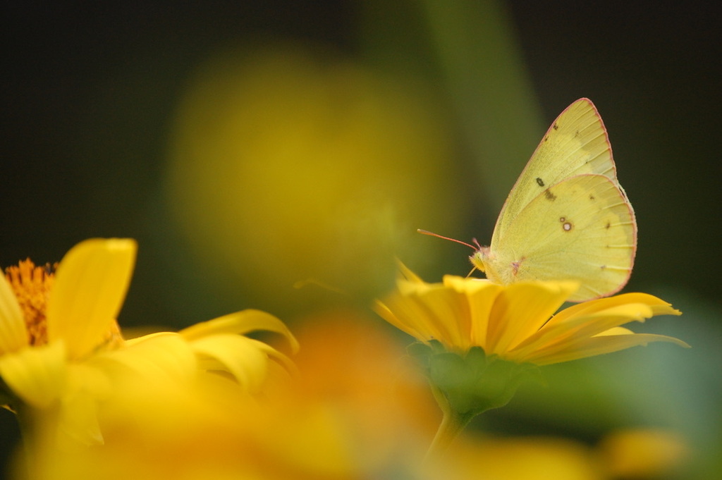 Clouded Sulphur