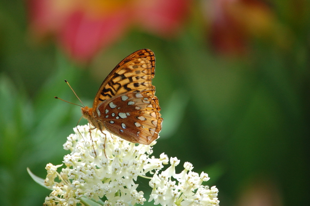 Great Spangled Fritillary