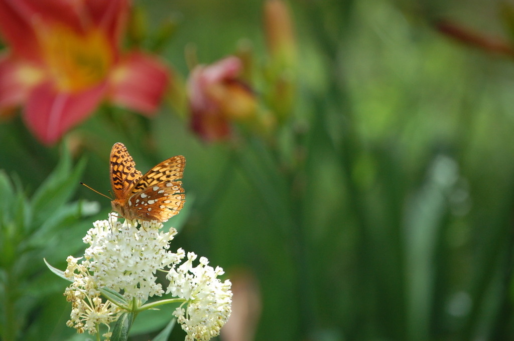Great Spangled Fritillary