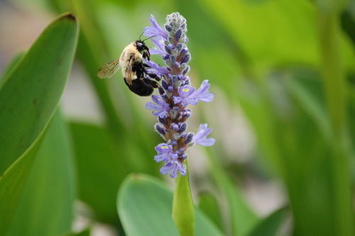 Common Eastern Bumble Bee