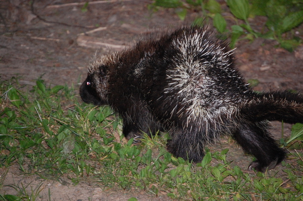 North American Porcupine