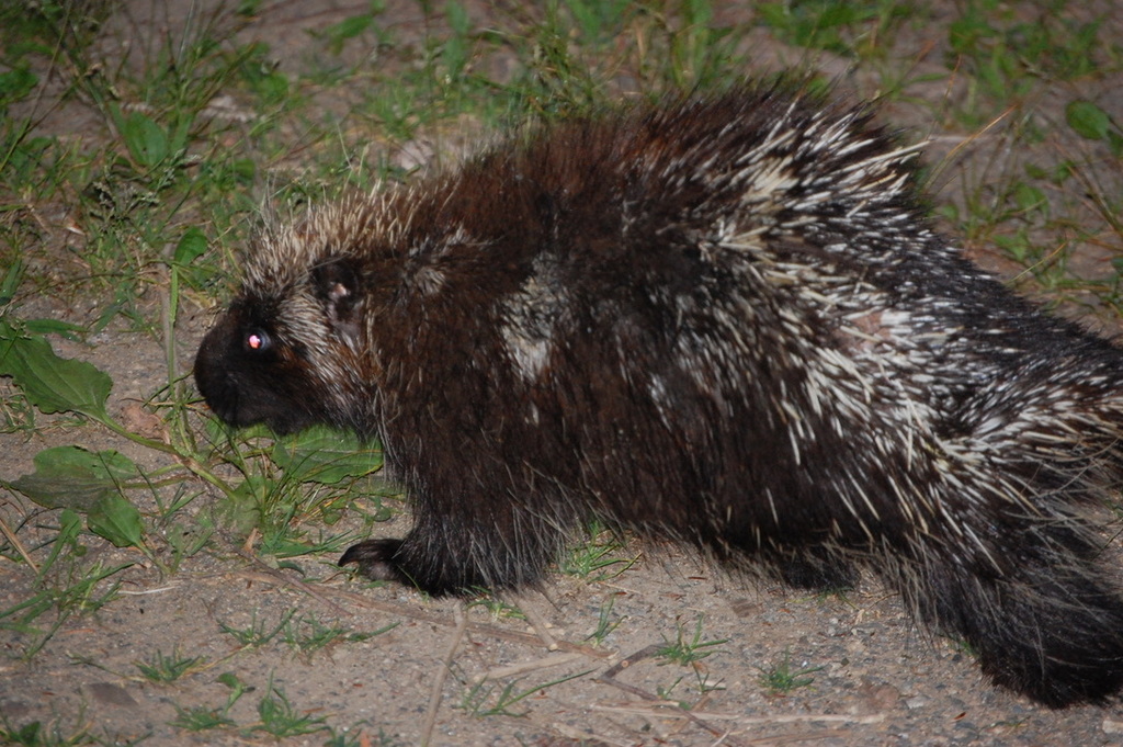 North American Porcupine