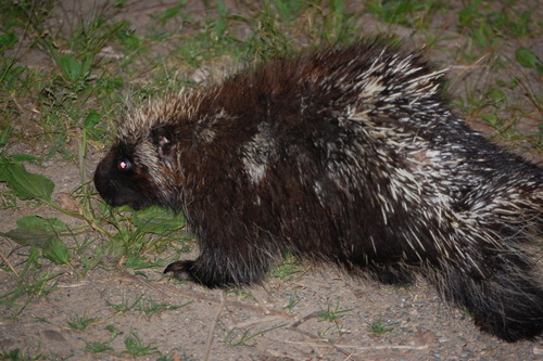 North American Porcupine
