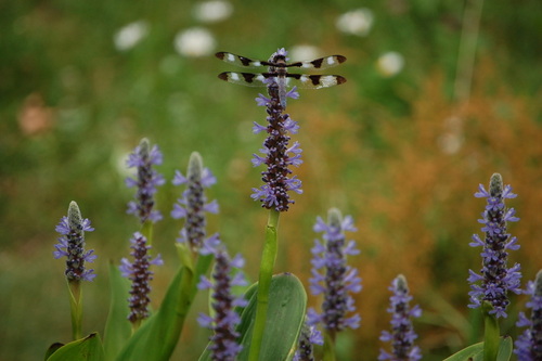 Twelve-spotted Skimmer
