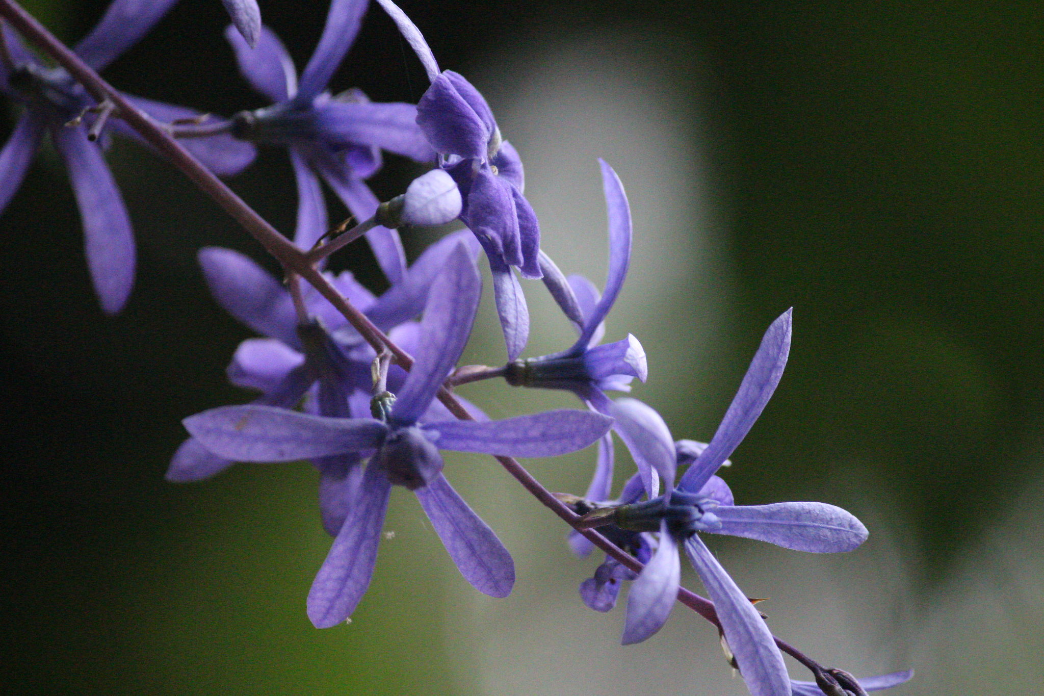 Petrea volubilis