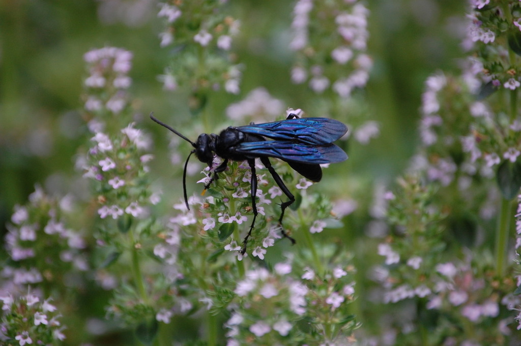 Great Black Digger Wasp