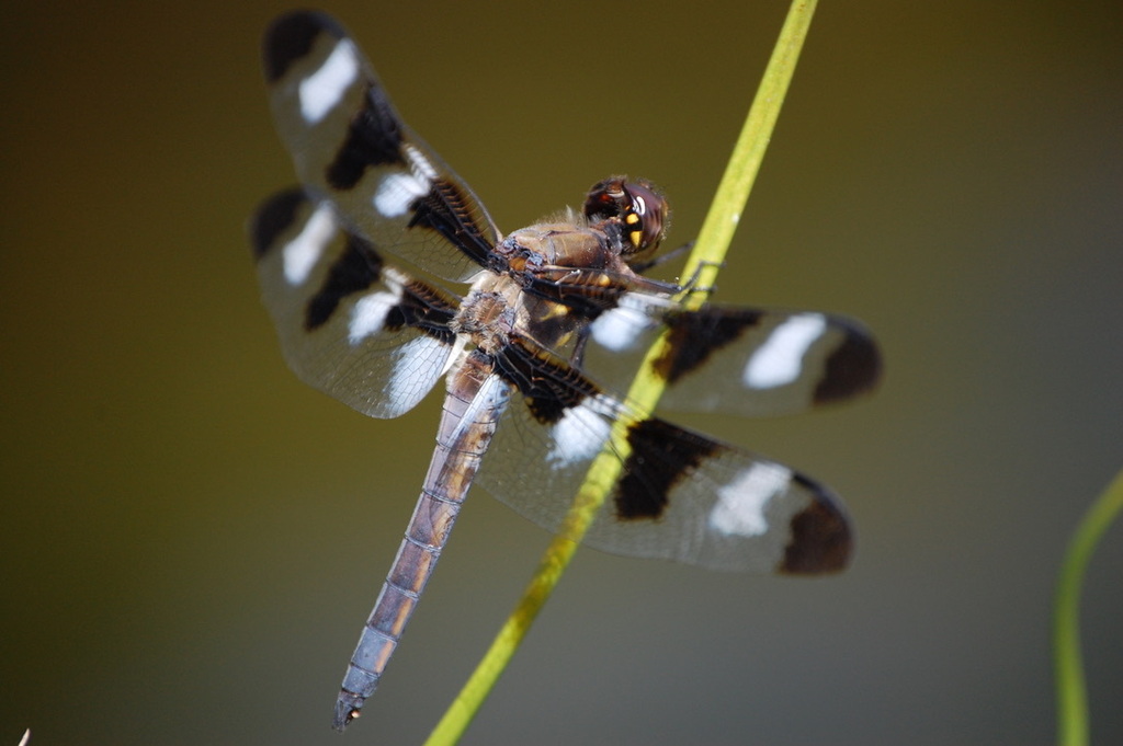 Twelve-spotted Skimmer