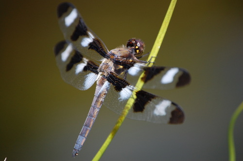 Twelve-spotted Skimmer