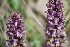 Himantoglossum robertianum