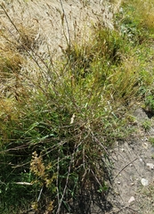 Sisymbrium officinale