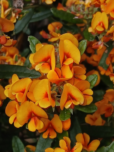 Image of Alpine Shaggy-Pea (Podolobium alpestre) by (c) naturewatchwidow, some rights reserved (CC BY)
