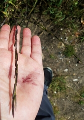 Sisymbrium officinale