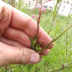 Oenothera hexandra