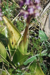 Himantoglossum robertianum