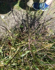 Sisymbrium officinale