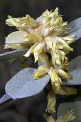 Pervillaea hederacea (Pervillaea)