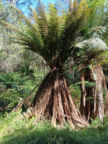 Dicksonia antarctica