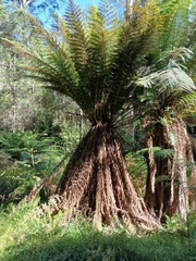 Dicksonia antarctica