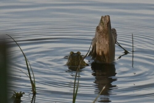 Mongolian Toad
