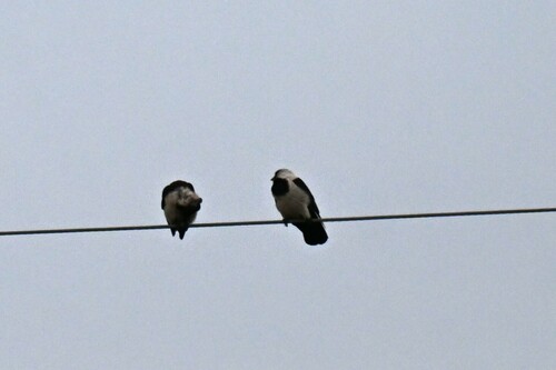 Daurian Jackdaw