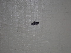 Diasemiodes janassialis