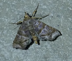 Radara nealcesalis