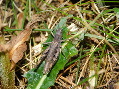 Chorthippus macrocerus