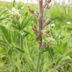 Lupinus campestris